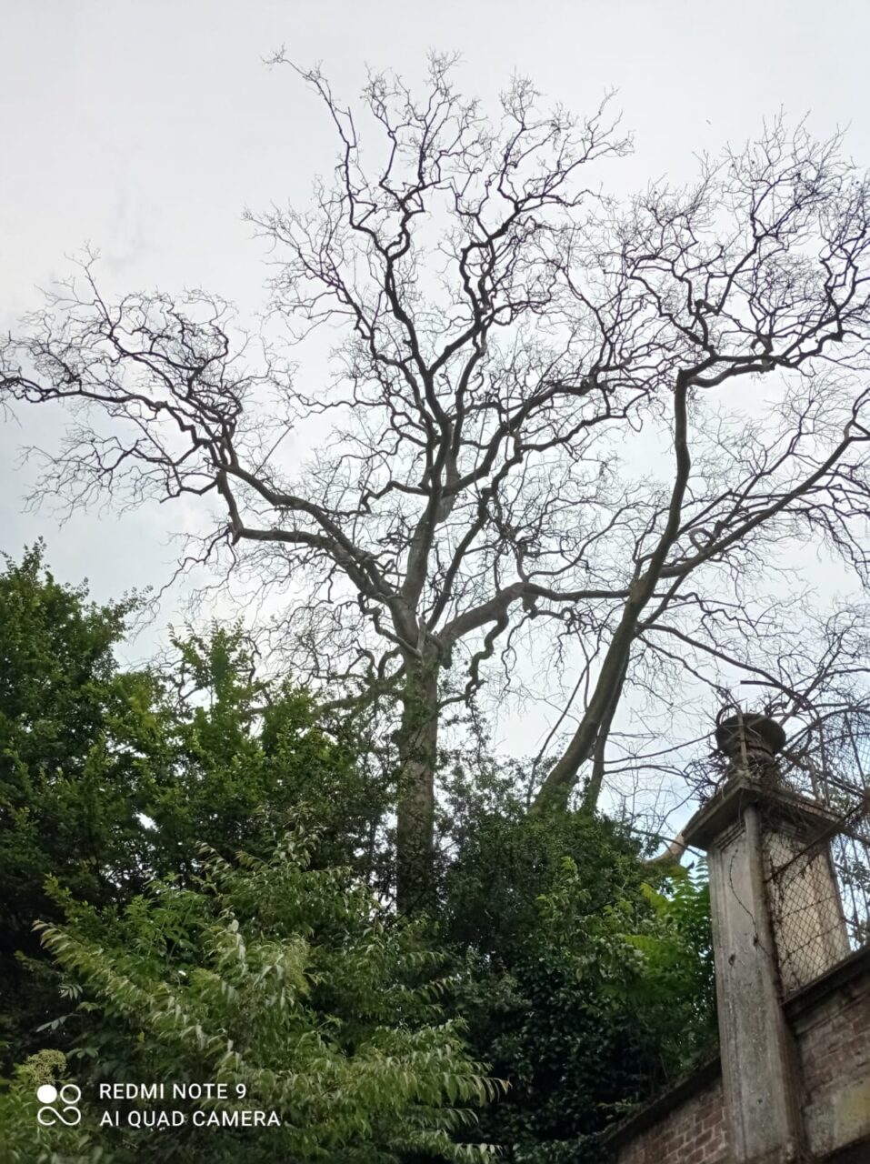 Vaprio d’Adda perde il suo gigante verde, addio al platano ultracentenario