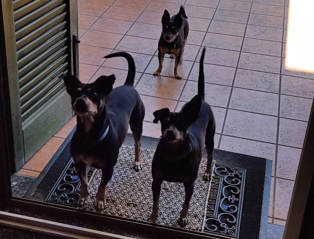 Veleno per topi gettato nel giardino di casa: gravi i tre cani di famiglia