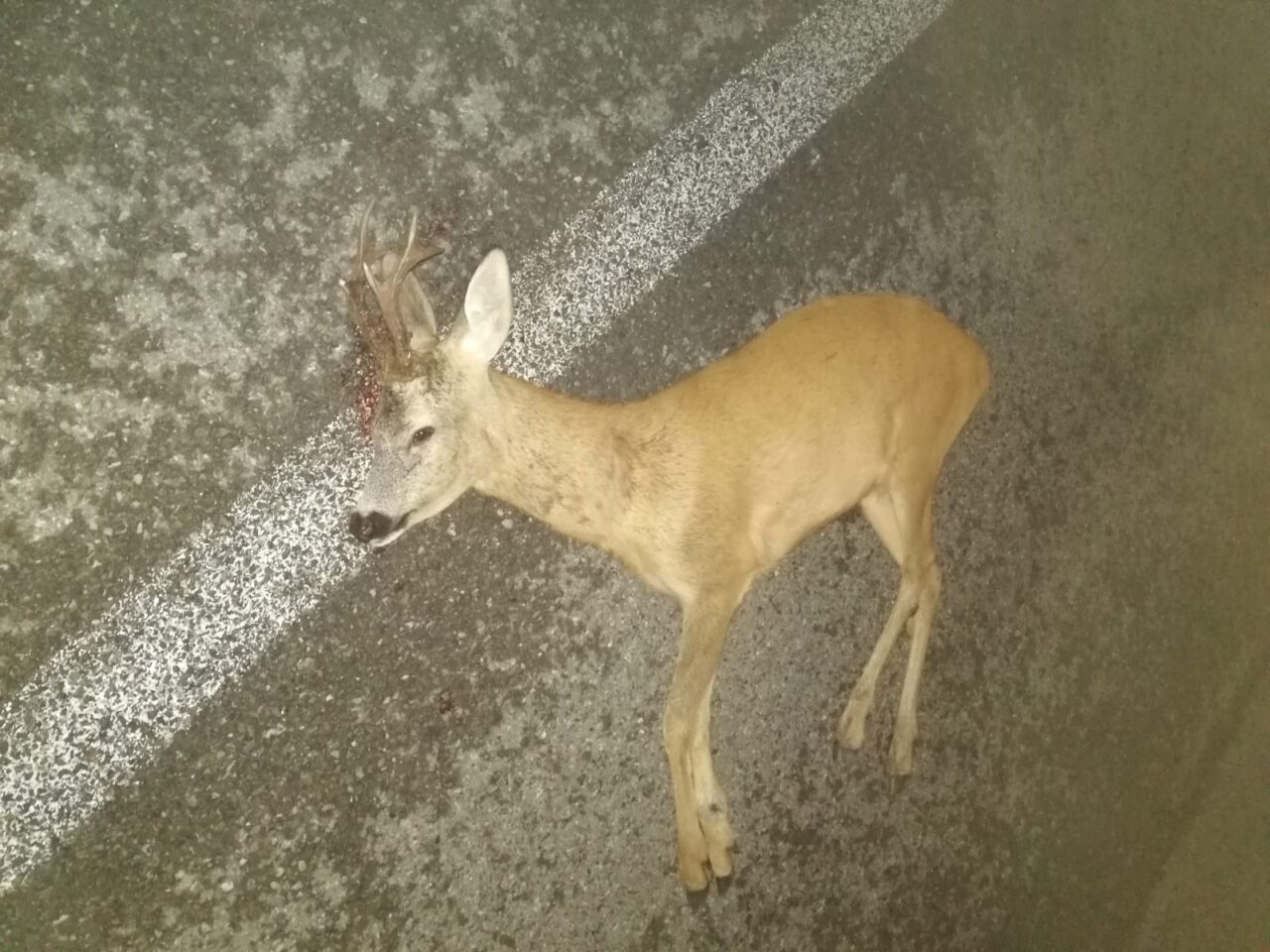 Capriolo travolto e ucciso lungo la strada