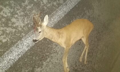 Capriolo travolto e ucciso lungo la strada