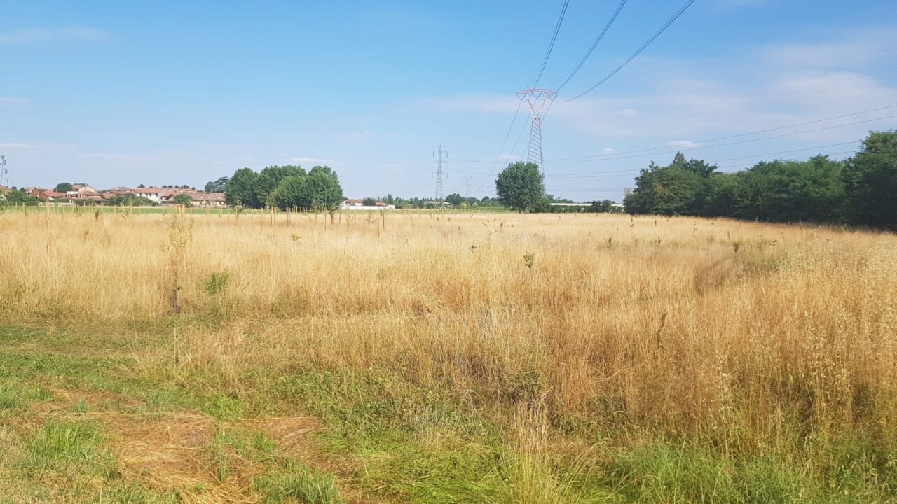 “Il nuovo bosco è tutto secco”. Nuovo caso in maggioranza a Cernusco sul Naviglio