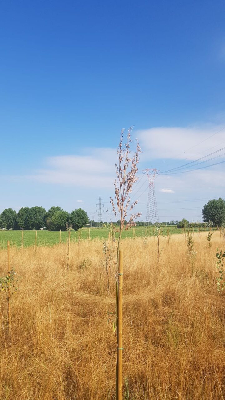 il bosco di ronco a cernusco sul naviglio