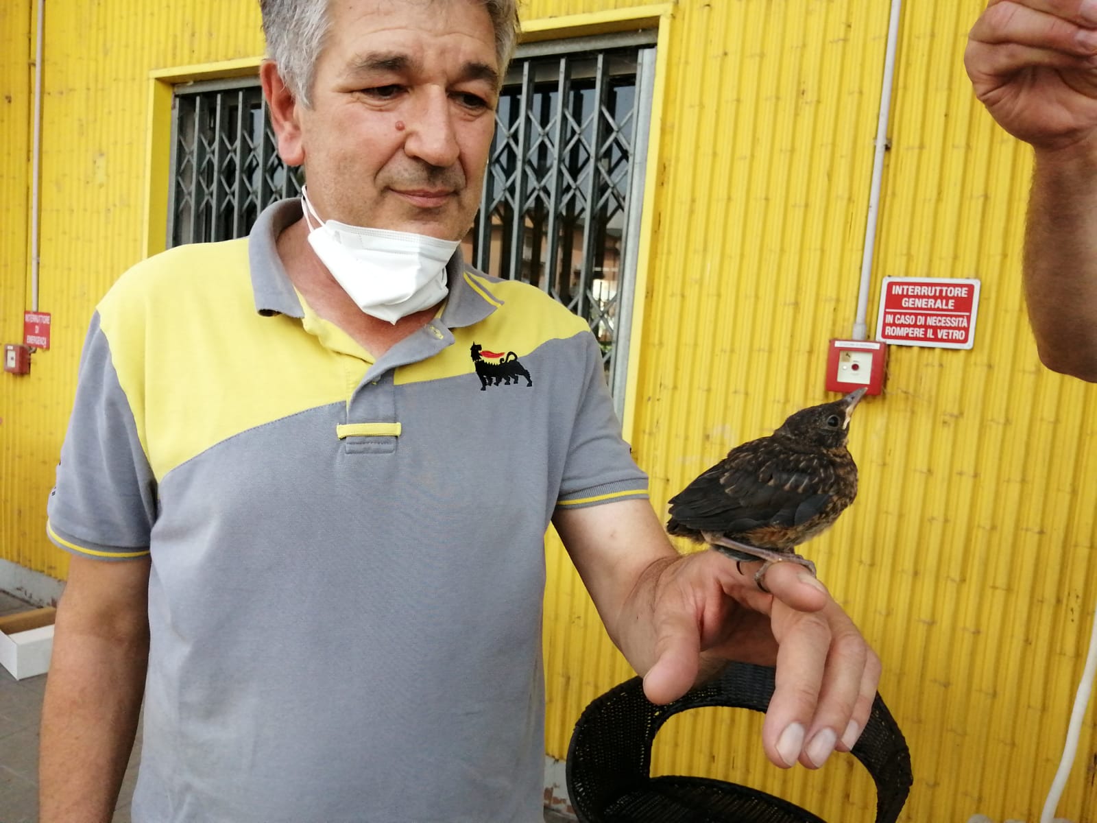 Mario Cerri distributore Agip Cassano d'Adda adottato merlo caduto dal nido