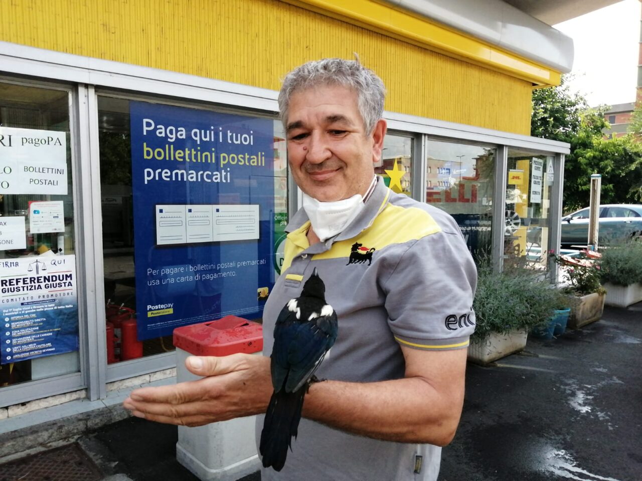 Una gazza e un merlo caduti dal nido per il maltempo adottati dal benzinaio