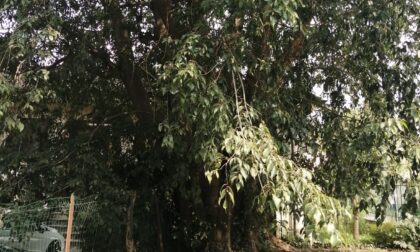 Rischia di cadere sul centro disabili:  albero storico  di Trezzo  sarà abbattuto