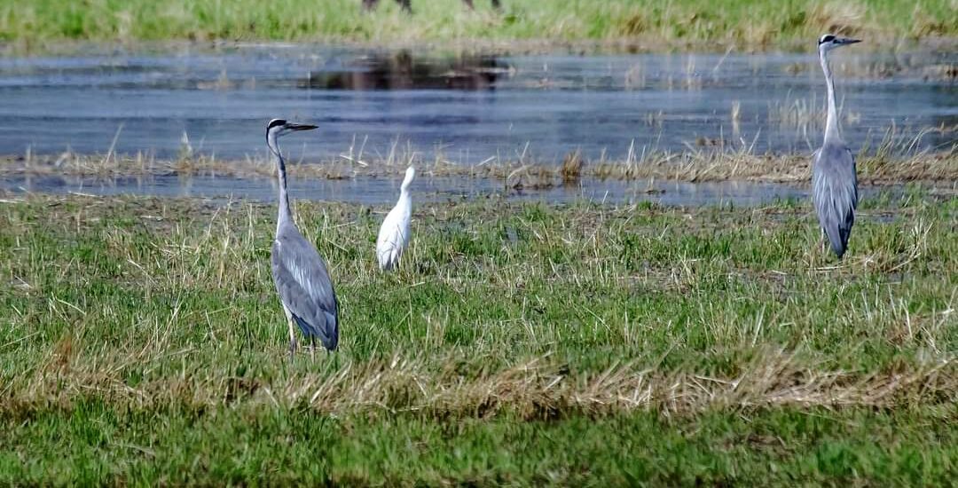 I terreni agricoli si riempiono di aironi e ibis sacri
