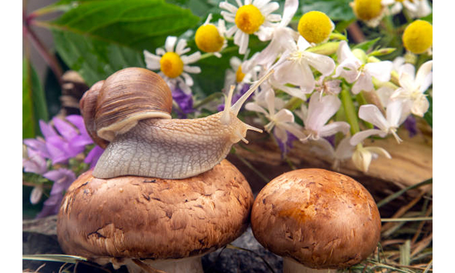 Dynamite, midollo osseo e altri 10 ingredienti cosmetici insoliti