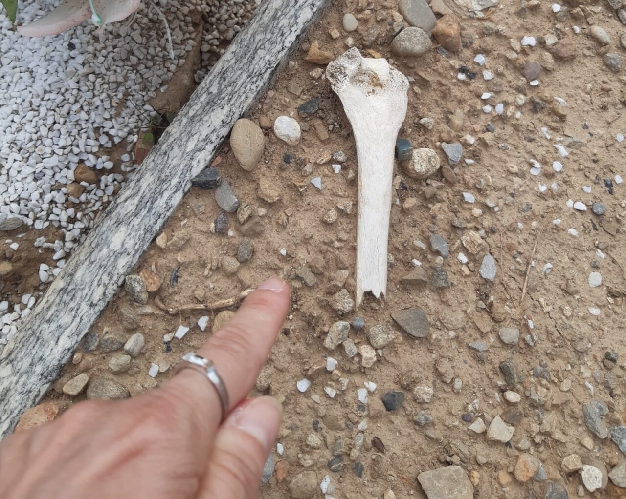 Dal cimitero riaffiorano delle ossa umane