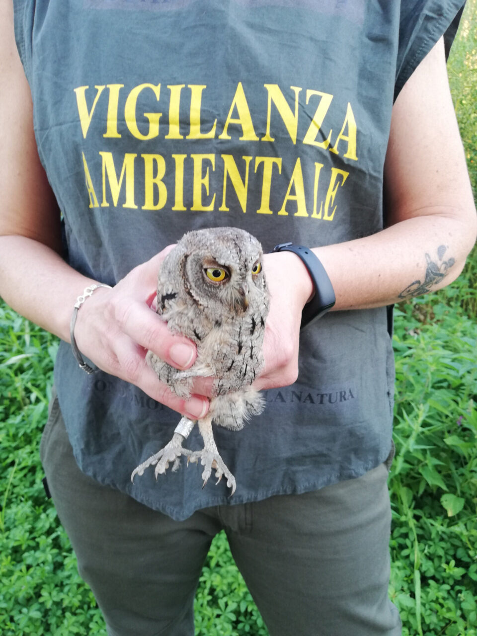 Il Wwf ha liberato tre rapaci curati dal Cras nell’Oasi dell’avifauna di Pozzuolo