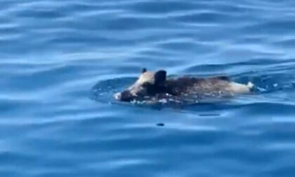 In Liguria i cinghiali nuotano in mare: aggredita anziana coppia in spiaggia