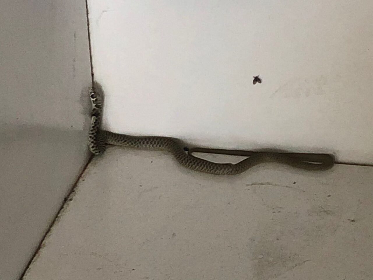 Nei bagni del benzinaio spunta un serpente, arrivano i Vigili del fuoco