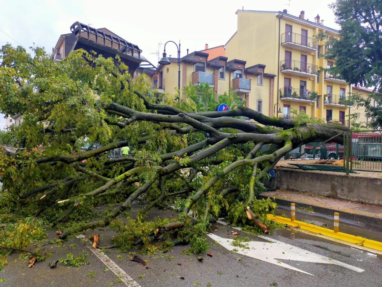 Il maltempo fa danni: alberi crollati e disagi