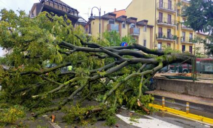 Il maltempo fa danni: alberi crollati e disagi