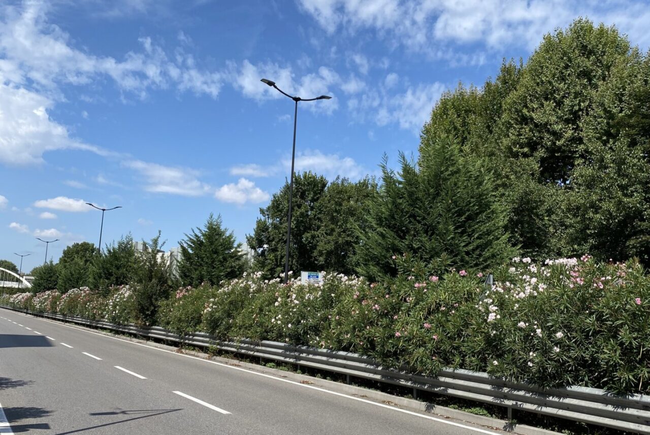 Cassanese, via alla potatura degli oleandri