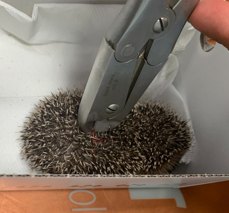 Volontari salvano riccio imprigionato nella gabbietta di un tappo di spumante