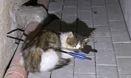 Gatto trafitto da una freccia e ucciso