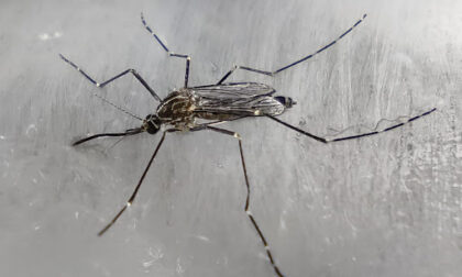 Un caso di dengue a Cernusco sul Naviglio, disposta la disinfezione