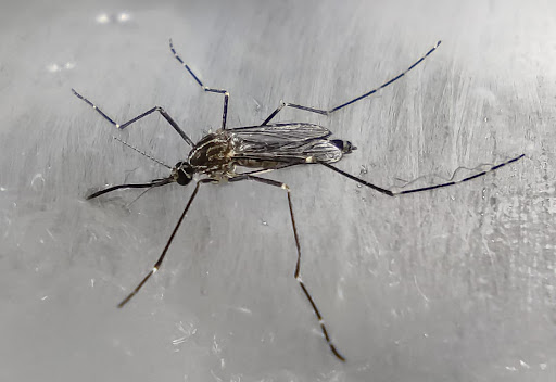 Un caso di dengue a Cernusco sul Naviglio, disposta la disinfezione