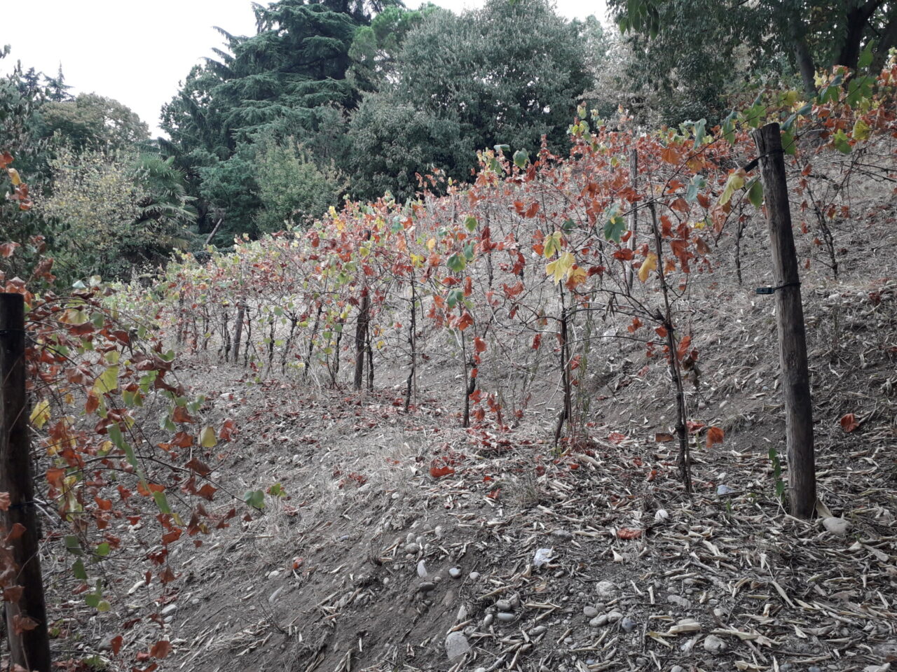 Il vigneto di uva Delizia abbandonato all’incuria