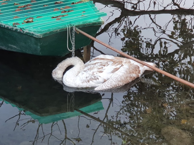 Il popolo del fiume si commuove per il cucciolo di cigno morto