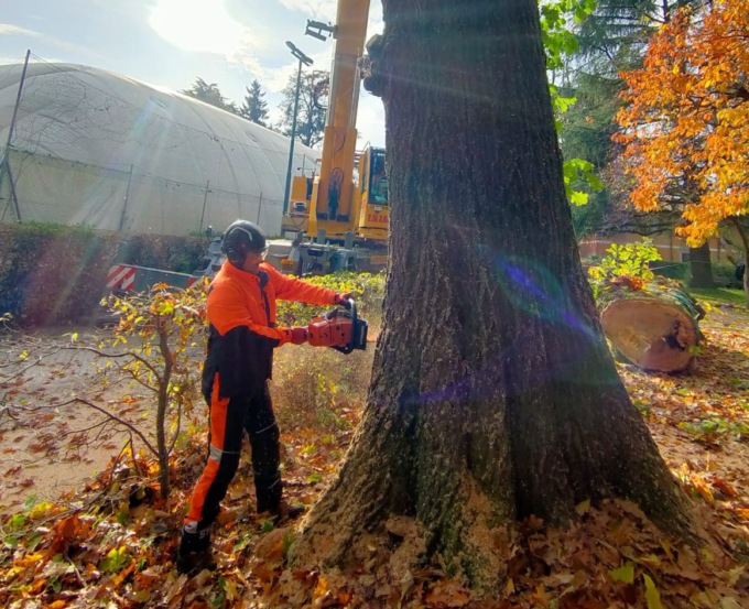 Comune fa abbattere dieci alberi nel parco della biblioteca