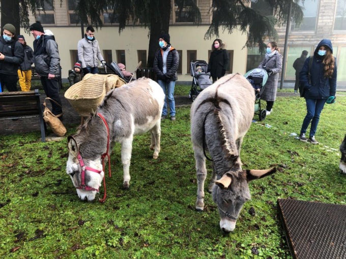 A Cassano d’Adda una passeggiata con gli asini fino alla biblioteca