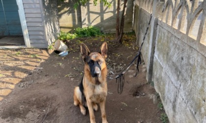 Va in vacanza e lascia il cane da solo per settimane: denunciato un 37enne