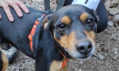 Cane di Vaprio salvato dai Vigili del fuoco di Lecco