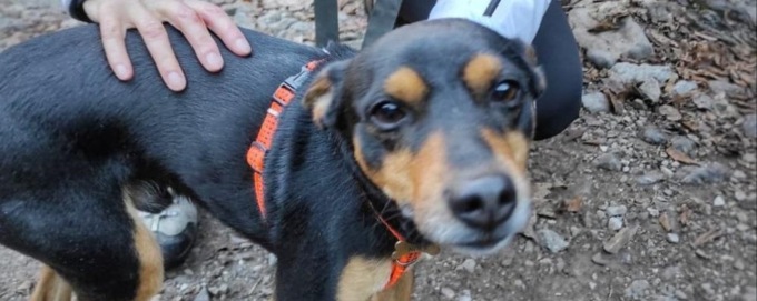 Cane di Vaprio salvato dai Vigili del fuoco di Lecco