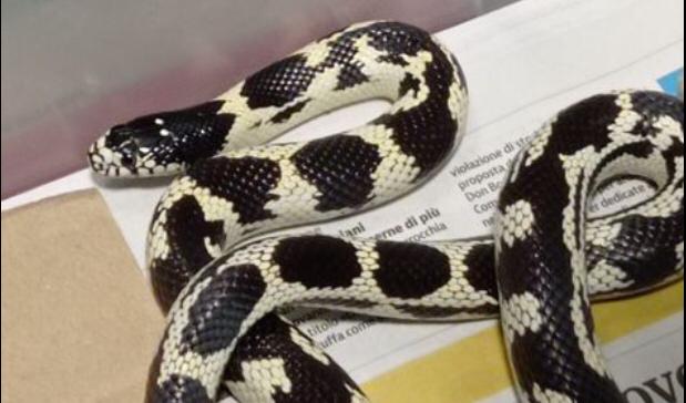 “Aiuto, mi è scappato il serpente!”: lo ritrova due giorni dopo in un mobile della cucina