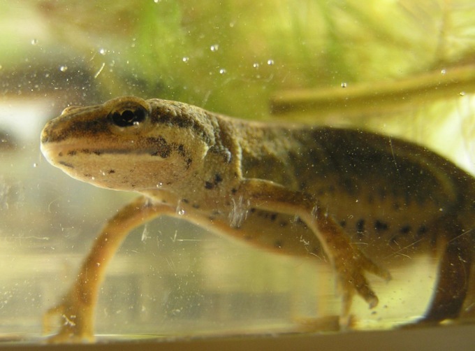 Le Foppe paradiso della biodiversità, un progetto per salvare i tritoni