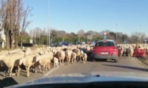 Pecore sulla Provinciale: auto bloccate e tutti fermi a guardare lo spettacolo