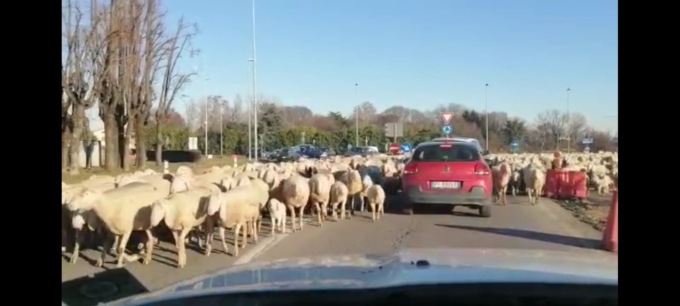 Pecore sulla Provinciale: auto bloccate e tutti fermi a guardare lo spettacolo