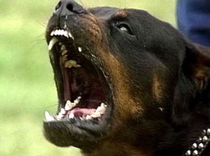 Azzannata in strada da due rottweiler: 30enne finisce in ospedale