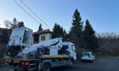 Pota l'albero in giardino e lascia al buio l'intero quartiere