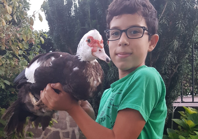 Rubano le anatre del figlio, appello della mamma per aiutarlo a ricostruire il pollaio