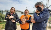 Non solo profughi: accolti in Italia anche i cuccioli scappati dalla guerra