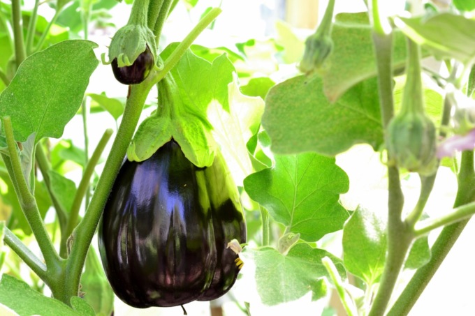 Melanzana Black Beauty: bella tonda, viola e tenera