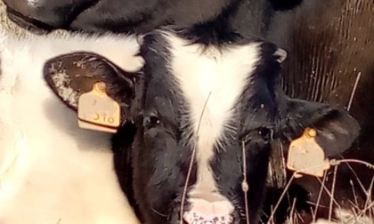 La mandria del cuore di Cassano d'Adda ha accolto la nascita di cinque vitellini