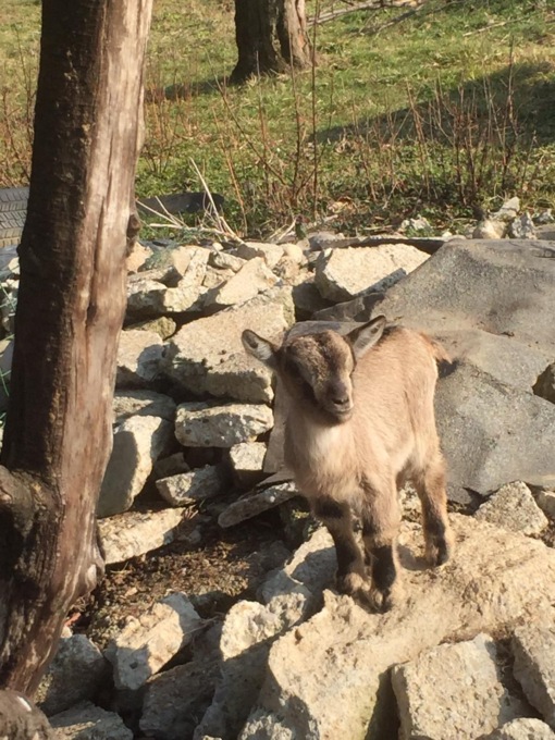 Addio Oasi dei Tigli, il gestore chiude l’attività e porta via le ultime caprette