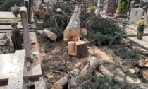 Alberi tagliati al cimitero: tronchi buttati sulle tombe