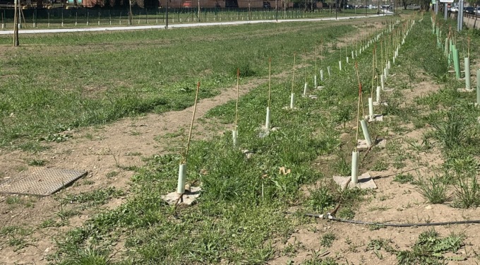 A Cernusco sul Naviglio si costruisce… un nuovo bosco