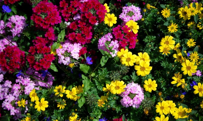 Da sabato in regalo con i nostri settimanali i semi di coloratissimi Fiori d’estate