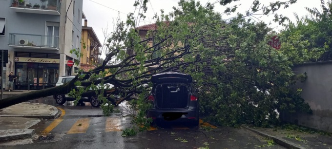 Albero sradicato dal vento si schianta su una macchina: salvo l’automobilista