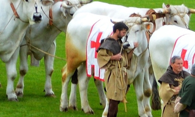 La foto simbolo del Palio di Legnano: il bue è irrequieto, l’allevatore lo abbraccia