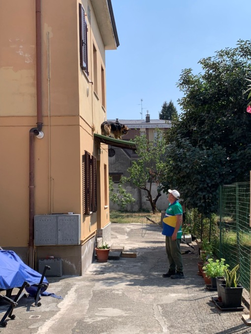 Cane lupo scappa di casa, lo ritrovano… su un tetto