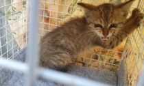 Gattino incastrato nel motore di un'auto: arrivano i ringraziamenti per i pompieri che lo hanno salvato