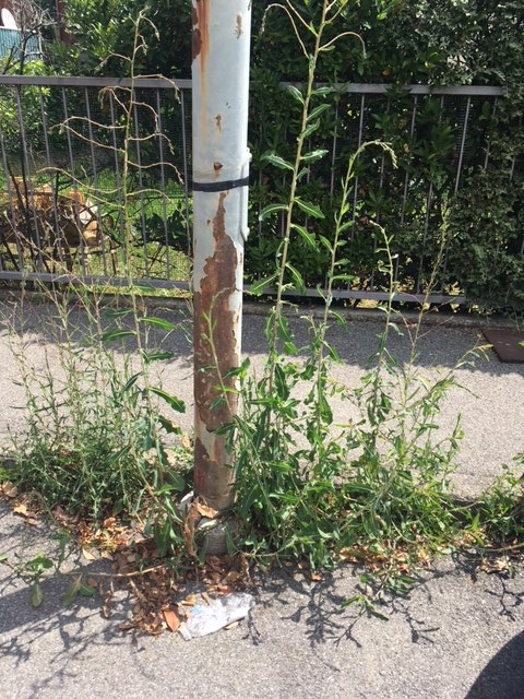 Degrado in via Togliatti, il Comune pulisce i marciapiedi