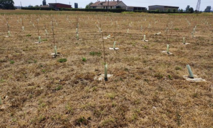 Ottocento alberi di Forestami rischiano di morire. Appello al Comune