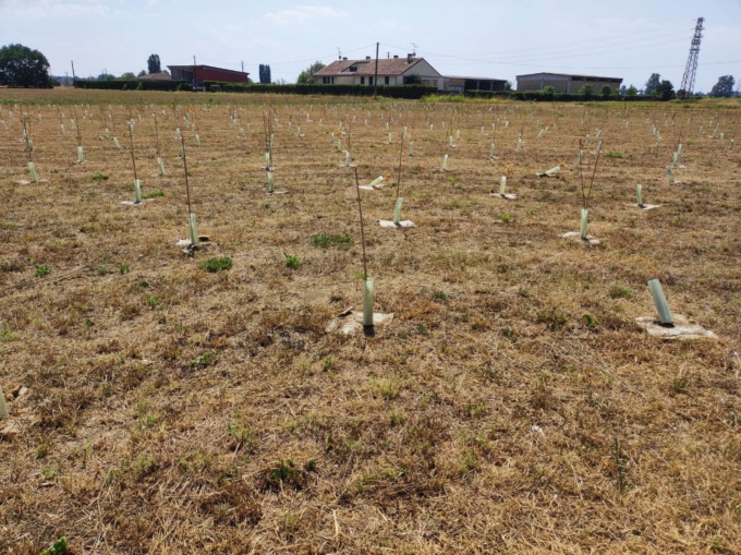 Ottocento alberi di Forestami rischiano di morire. Appello al Comune